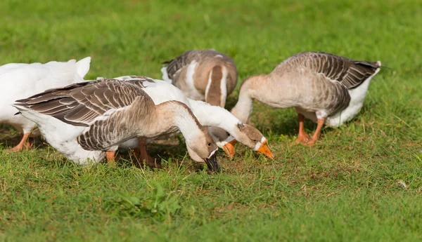 Domestic geese on the farm — Stock Photo, Image