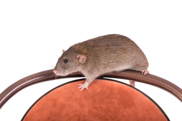 Brun inhemska råtta — Stockfoto