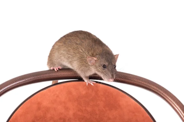 Rat assis sur une chaise — Photo