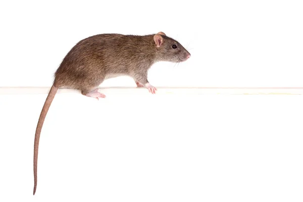 Porträt der Ratte — Stockfoto
