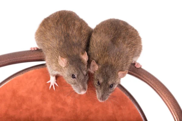 Two curious rats — Stock Photo, Image