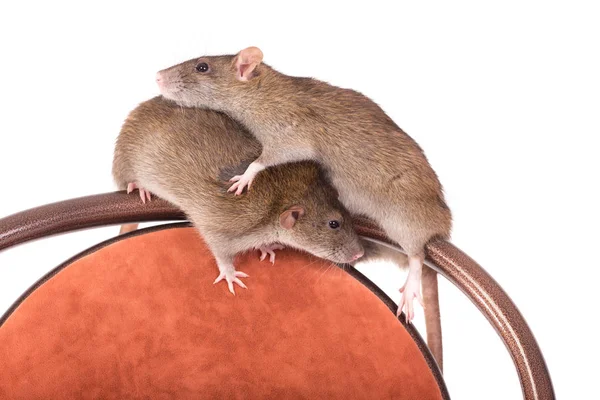 Två bruna inhemska råtta — Stockfoto