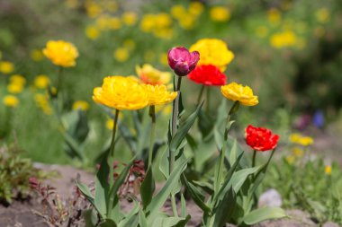 Baharda renkli laleler