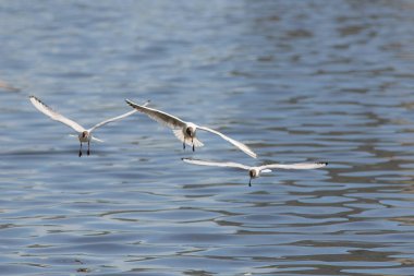 Uçarken üç martı