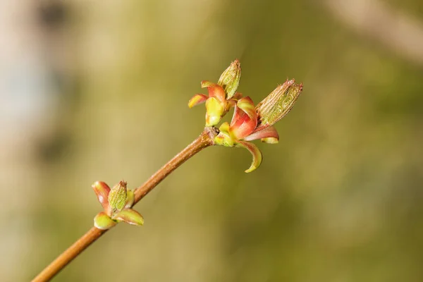 Akçaağaç ön planda Şubesi — Stok fotoğraf