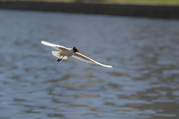 Flug über das Wasser — Stockfoto