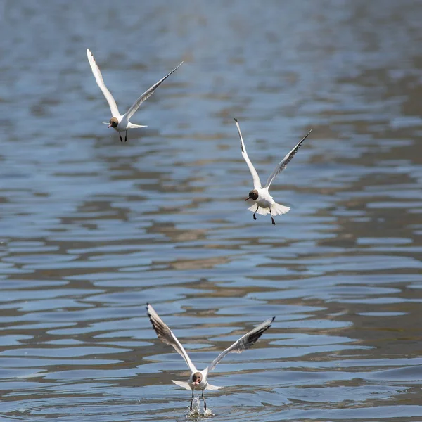 Tres gaviotas en vuelo — Foto de Stock