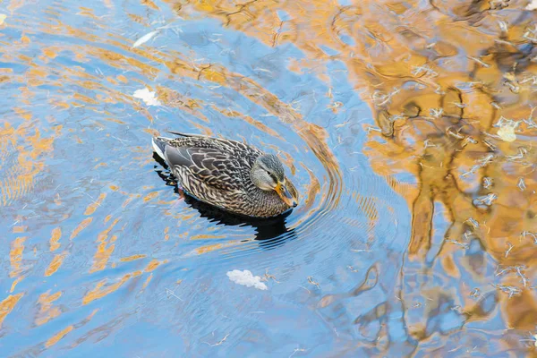 Pato no outono — Fotografia de Stock
