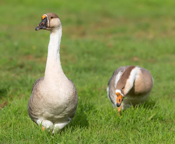 Zwei Hausgänse — Stockfoto