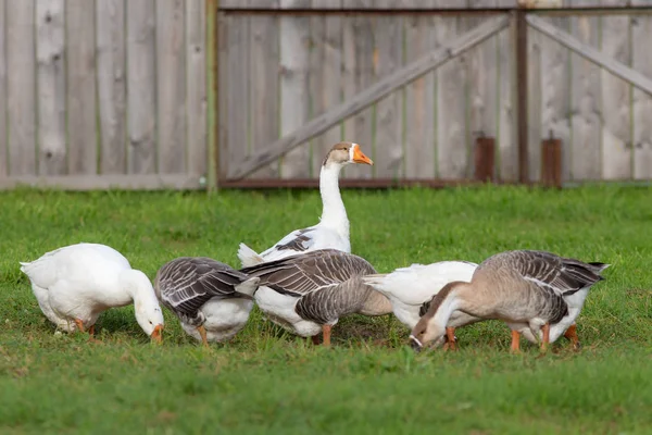 Oies à la ferme — Photo