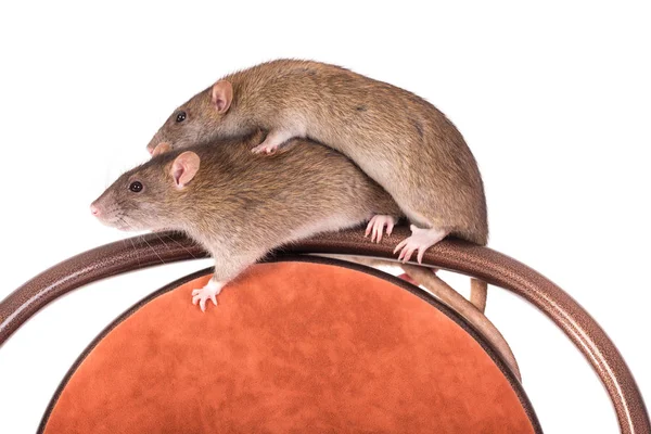 Two domestic rats — Stock Photo, Image