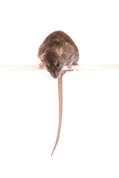 Rat on a perch — Stock Photo, Image