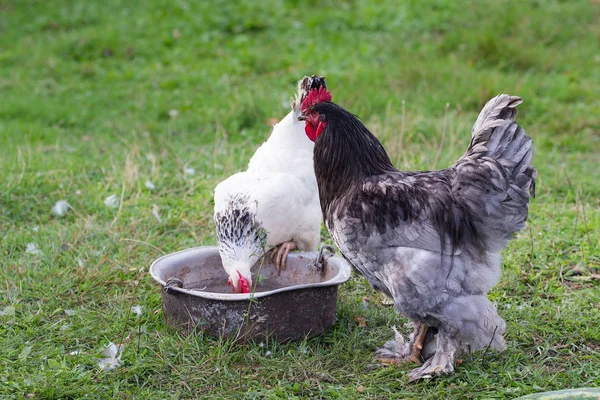 Hahn und Huhn auf einem Bauernhof — Stockfoto