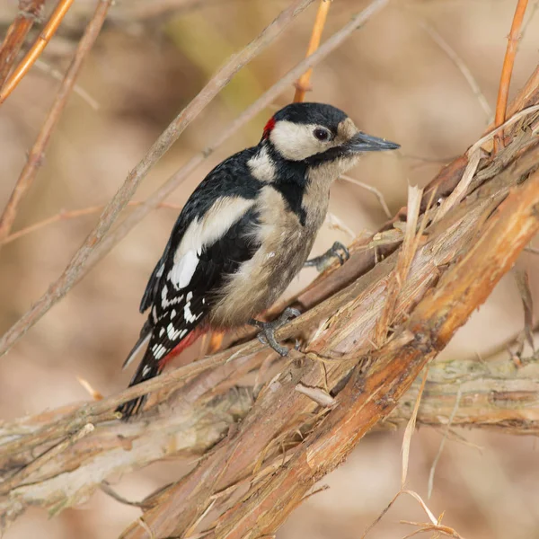 Woodpecker in the woods close seup — стоковое фото