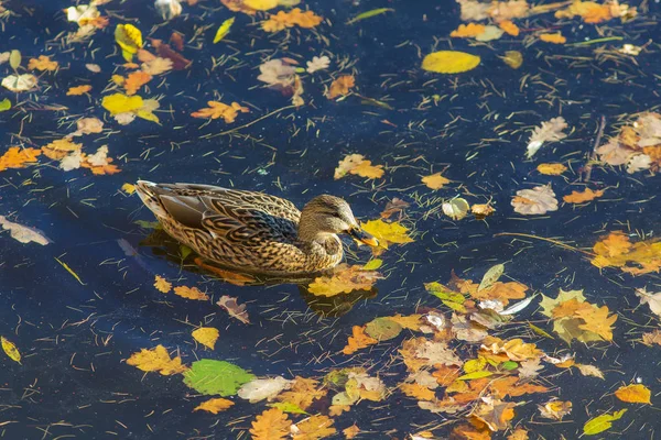 Sonbahar suda ördek — Stok fotoğraf