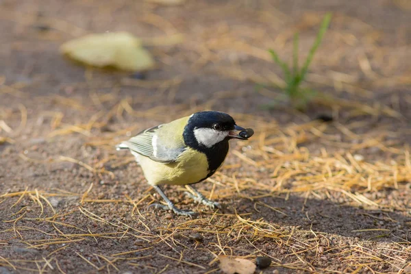 Semilla en su pico — Foto de Stock