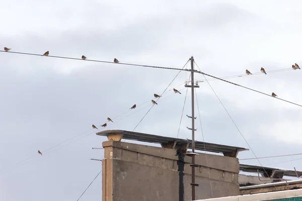 Rebaño de aves de nieve en los cables por encima del techo — Foto de Stock