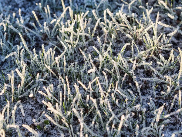Grönt gräs med rimfrost — Stockfoto