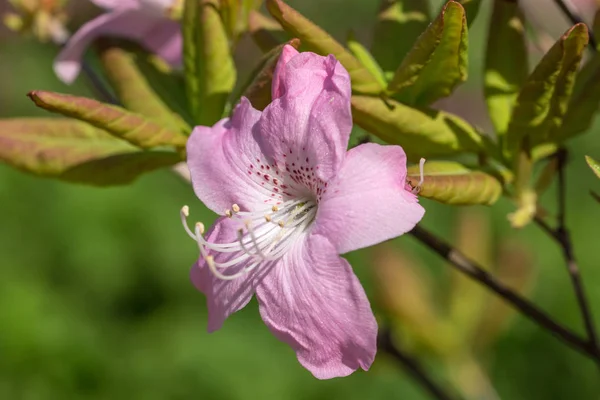 Rhododendron zblízka — Stock fotografie