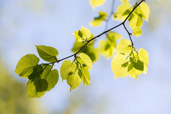 Linden větev na jaře — Stock fotografie