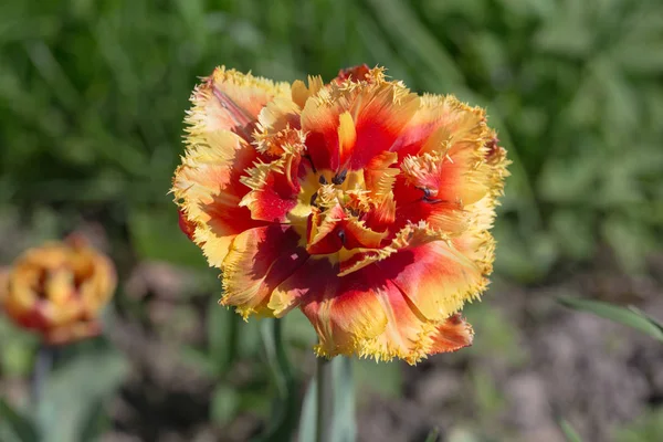 Primo piano tulipano rosso e giallo — Foto Stock