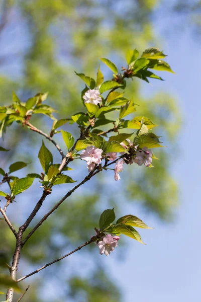 Sakura větví na jaře — Stock fotografie