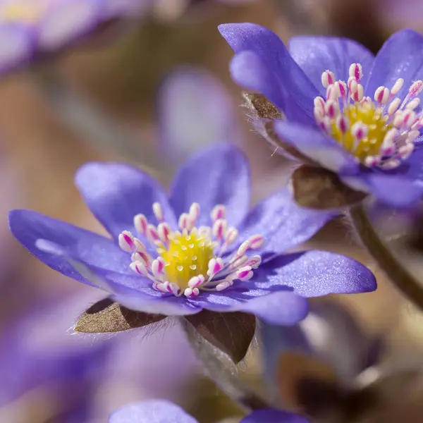 Hepatica εσωτερικη — Φωτογραφία Αρχείου