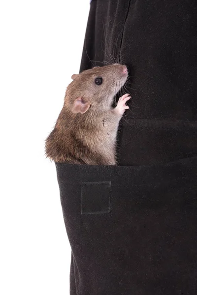 Ratte sitzt in der Tasche — Stockfoto