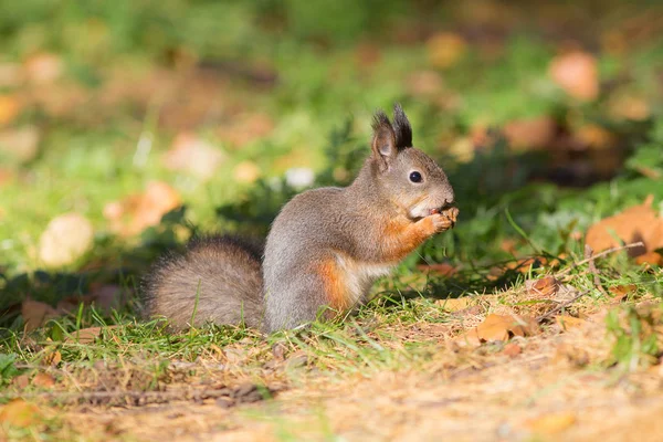 Ardilla comiendo una nuez en otoño —  Fotos de Stock