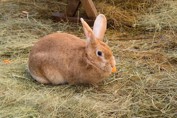 ウサギはニンジンを食べる — ストック写真