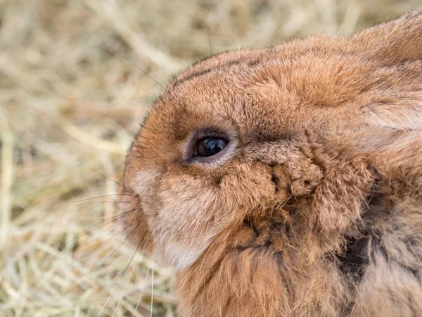 Retrato de close-up de coelho — Fotografia de Stock
