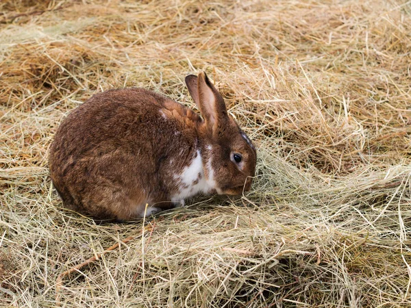 干し草を国内ウサギ — ストック写真