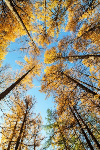 Larches in the autumn — Stock Photo, Image