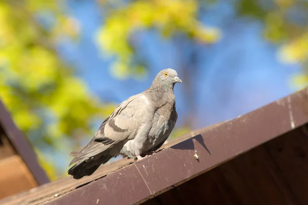 Güvercin yakın çekim — Stok fotoğraf