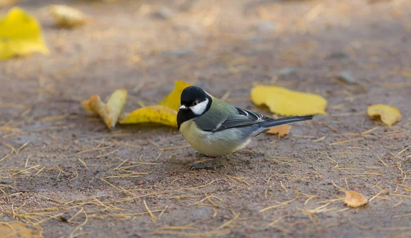 Tit on the ground — Stock Photo, Image