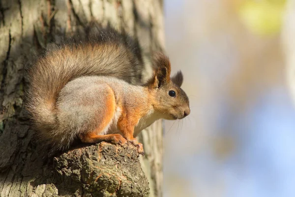 Portrait d'un écureuil — Photo