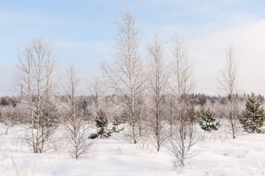 Kış orman manzarası