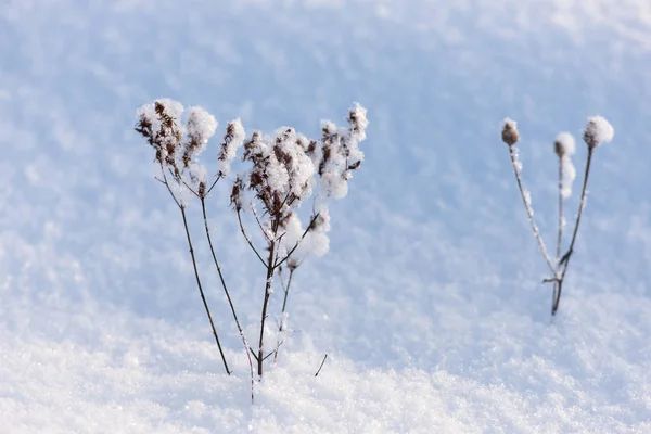 Herbe sur la neige — Photo