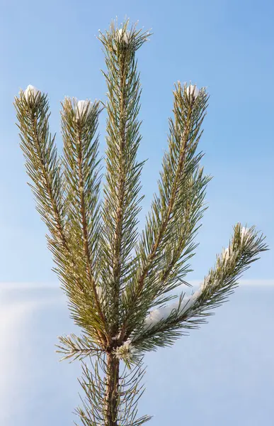 Tannenzweig im Vordergrund — Stockfoto