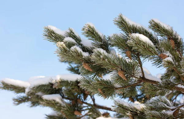 Rama de pino con nieve —  Fotos de Stock