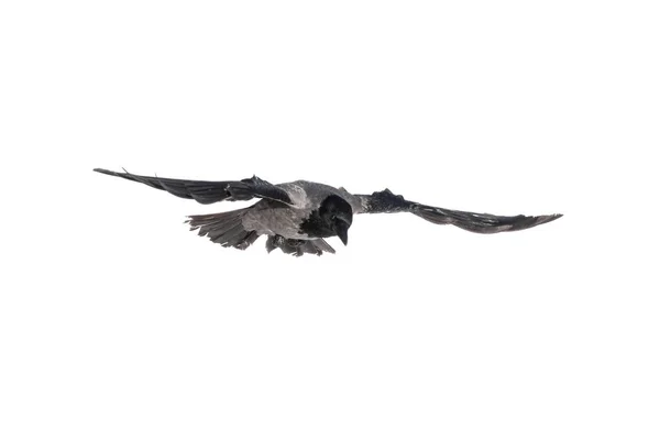 Crow in flight — Stock Photo, Image