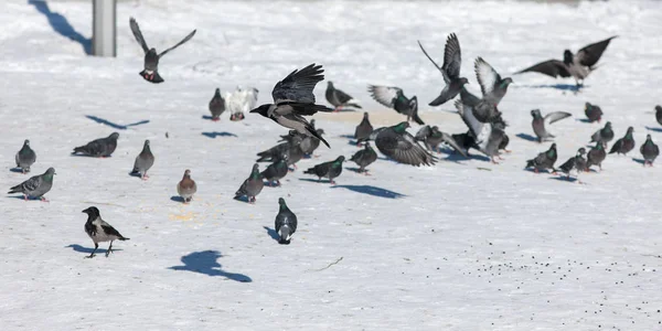 Pigeons et corbeaux en hiver — Photo