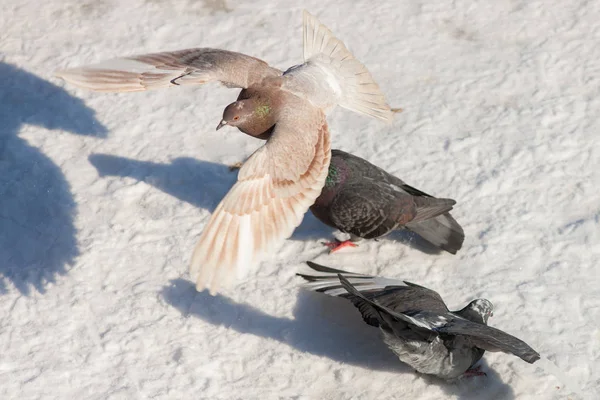 Dove flying above the snow — Stock Photo, Image