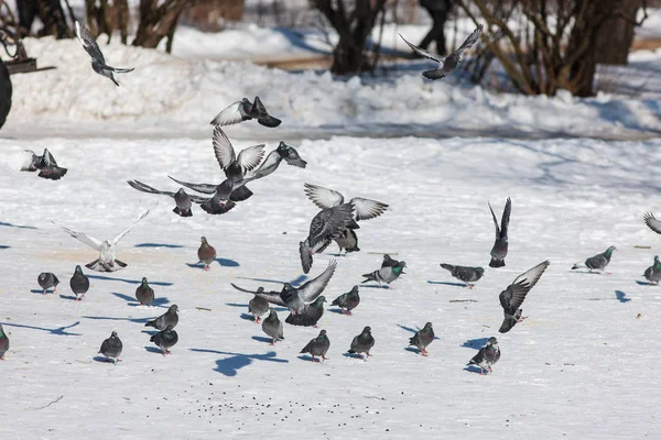 Zwerm duiven op sneeuw — Stockfoto