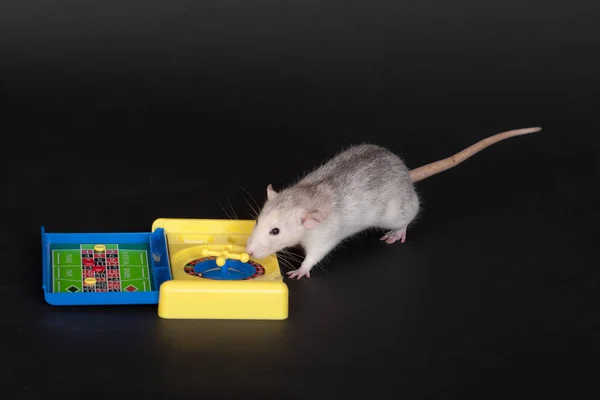 Rato com uma roleta de brinquedo — Fotografia de Stock