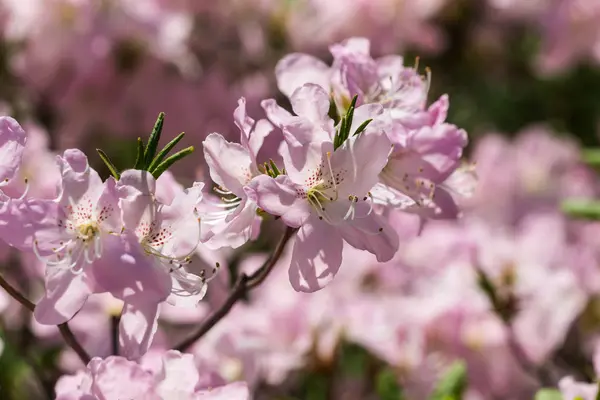 Na jaře kvetoucí rododendron — Stock fotografie