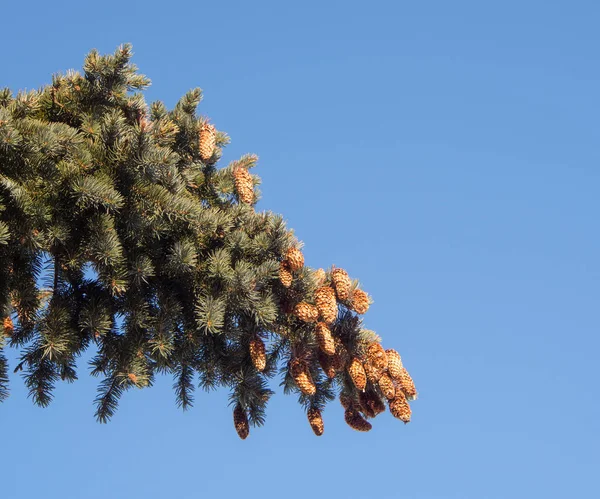 Tannenzweig mit Zapfen — Stockfoto