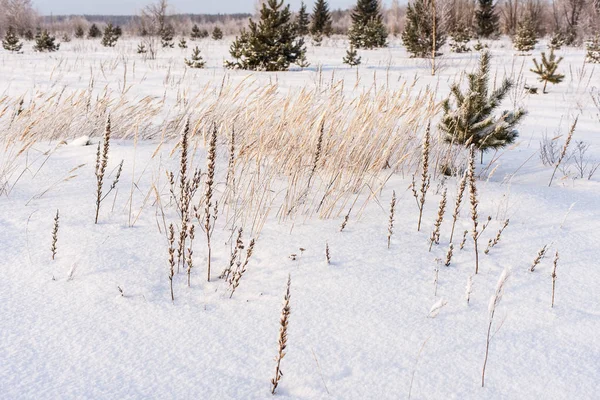 Vinterlandskap med torrt gräs — Stockfoto