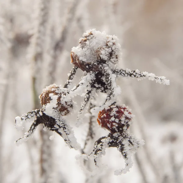 Wild rose with hoarfrost — Stock Photo, Image