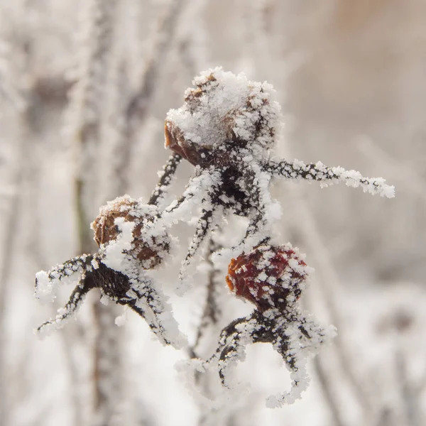 Rosa selvatica con hoarfrost — Foto Stock